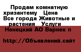 Продам комнатную хризантему › Цена ­ 250 - Все города Животные и растения » Услуги   . Ненецкий АО,Варнек п.